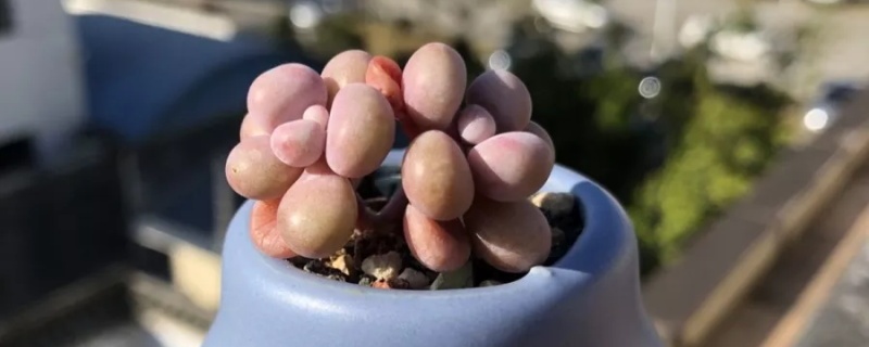 桃蛋多肉怎么繁殖,叶插苗怎么长得快 桃蛋多肉怎么繁殖,叶插苗怎么长得快