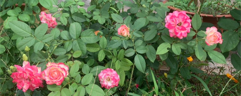藤本月季冬天怎么修剪,怎么盘花柱