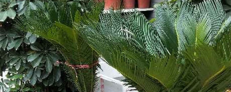 铁树怎么移植,什么季节移植好
