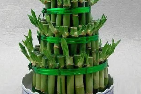 节节高的养殖方法，生长过程中需要充足的水分