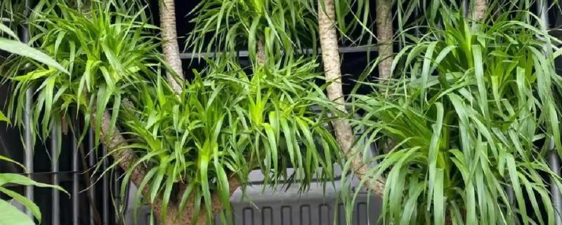 龙血树侧芽怎样繁殖，主要通过扦插的方法繁殖
