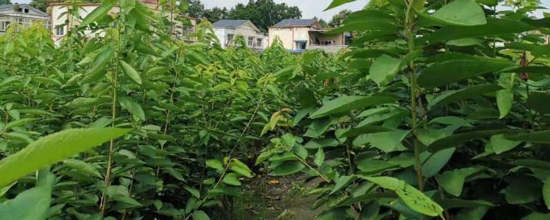 车厘子树苗和樱桃树苗的区别，车厘子和樱桃为同一物种