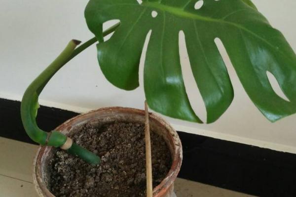 龟背竹的养护方法，幼苗期需要遮阴