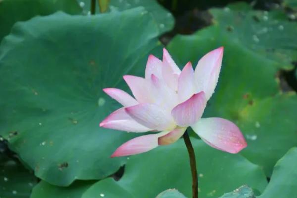 秋季有哪些花，常见的有菊花、桂花、荷花等
