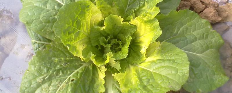 白菜的叶片为什么发黄，可能是感染了白菜类蔬菜黄叶病