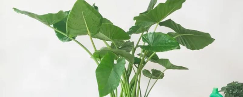 滴水观音与海芋的区别，滴水观音就是海芋
