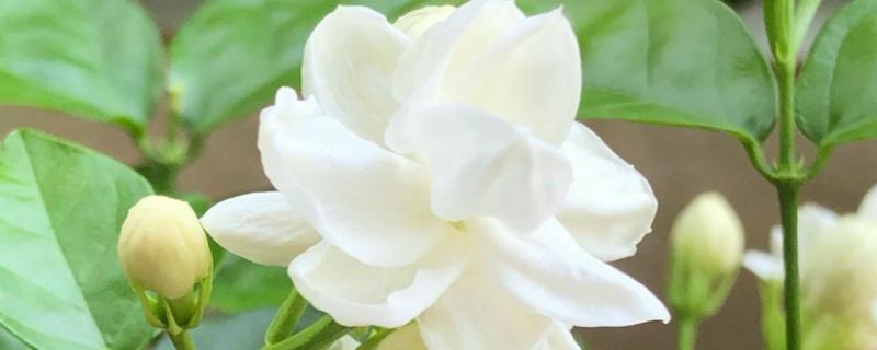 茉莉花的花语，寓意忠贞尊敬、和蔼可亲等