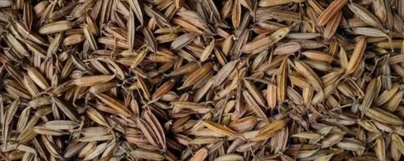 白芨种子的价格，普遍在50-60元一斤