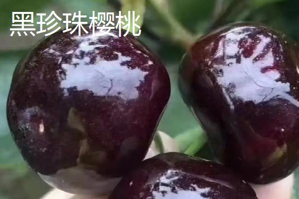 山东樱桃品种，以下5种较为常见