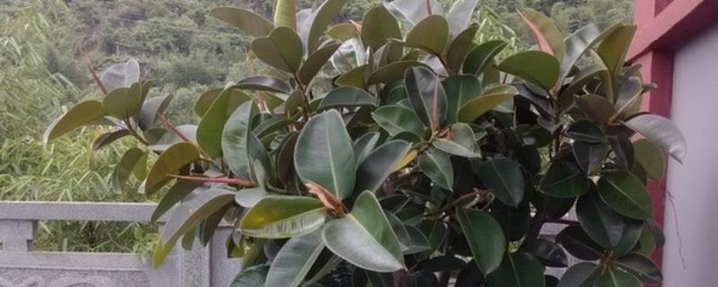 橡胶树盆栽的养殖方法，将其放置在光线充足的地方进行养护