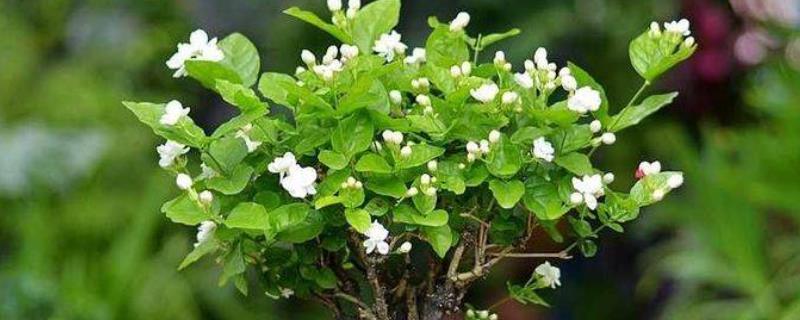 茉莉花冬季修剪方法，最好在11月份进行