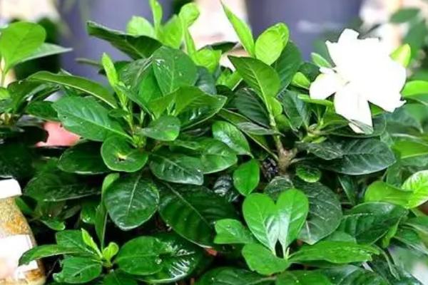 栀子花的养殖方法，注意冬季不能多浇水
