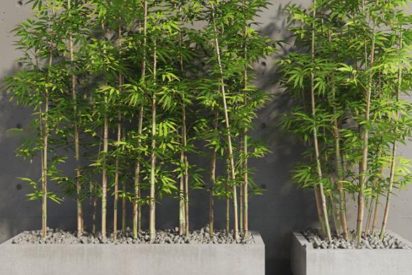 竹子如何盆栽才能旺盛生长，春秋季节每个月要追施尿素与复合肥
