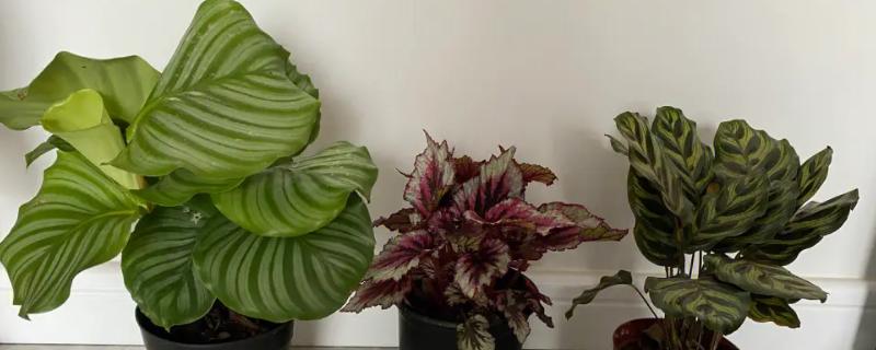 孔雀竹芋叶子焦边的原因，可能是光照过强或温度过高导致的