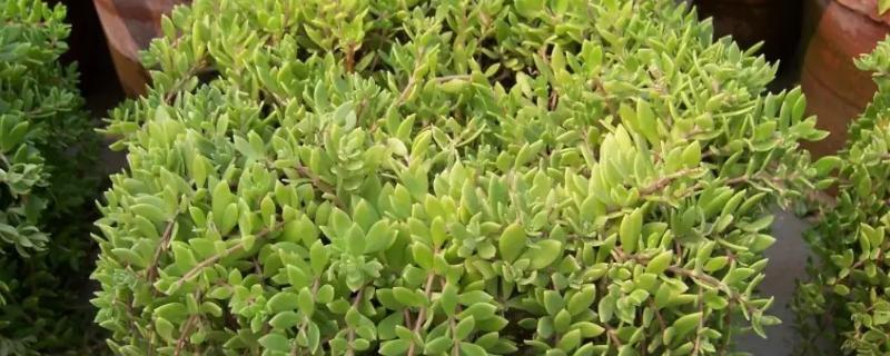 盆垂草有毒吗，不仅无毒还能药用