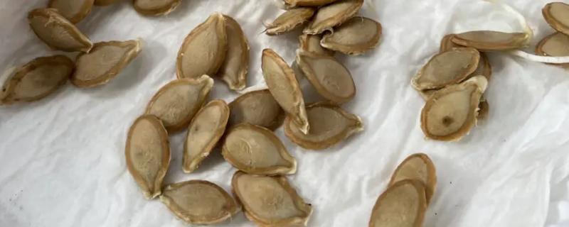 新鲜南瓜籽如何催芽，选择在每年春季或秋季进行