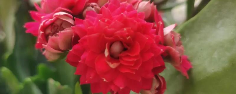 哪种长寿花的花朵最大，马德里花型硕大、花苞期较长