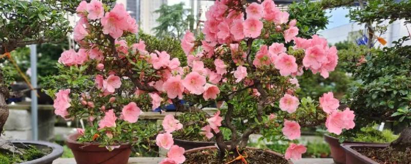 茶叶水可以浇什么花草，可以浇杜鹃、茉莉、茶花等