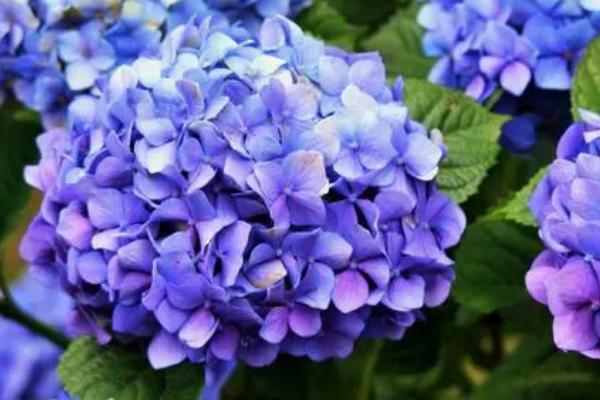 蓝色绣球的花语，寓意团圆美好、浪漫爱情、见异思迁等