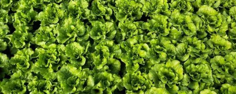 生菜的种植时间，根据季节、品种、地区调整种植时间