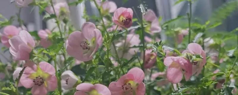 小木槿花苞发黄怎么办，需及时移至室内养殖