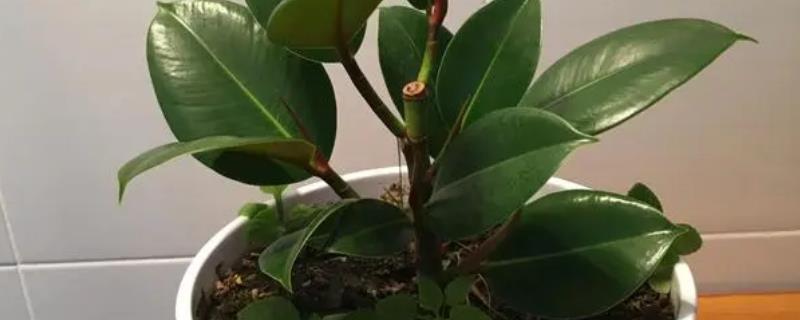 橡皮树的危害，其汁液对人的身体有害