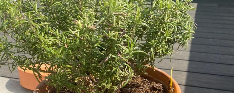 迷迭香的盆栽种植方法，种植前需要挑选籽粒饱满的种子