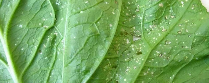 菜叶上为什么有密密麻麻的白点，是由于植株遭受到白锈病的危害
