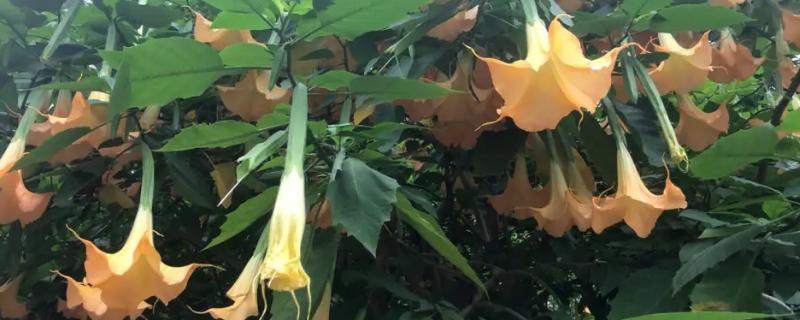 哪种花的花语是病态的爱，有曼陀罗花、彼岸花、天仙子等
