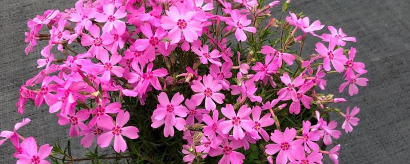 芝樱花的养殖方法，将环境温度控制在10-26℃之间