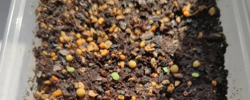 新手怎么种多肉种子，种植前需放入温水中浸泡2-3个小时