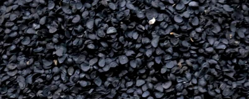葱种子要泡多久才能种，一般需要泡20分钟