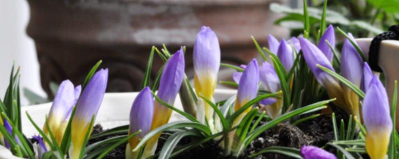 藏红花的室内种植方法，要定期打开窗户通风换气