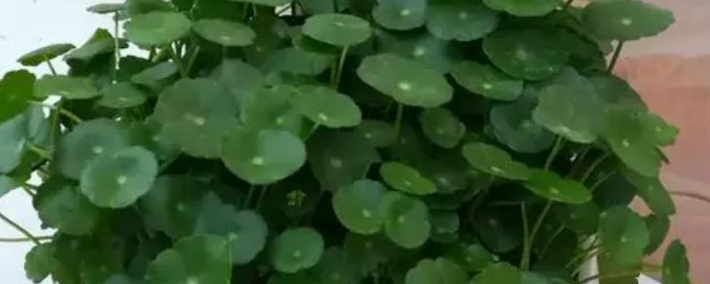 金钱草的养殖方法，在光照下养护能更好的生长