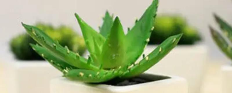 种植芦荟选择什么土壤，一般采用园土、腐叶土、河沙混合配制盆土