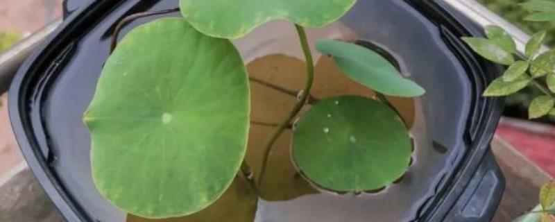 莲子发芽后的种植方法，种植前需要对其进行消毒
