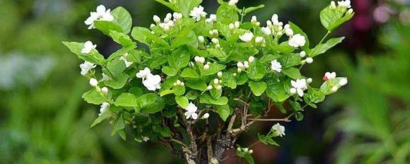 茉莉花的寓意，寓意质朴、纯洁、忠贞等