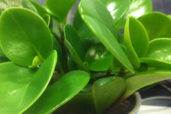 扦插多久生根，生根时间和植物品种相关
