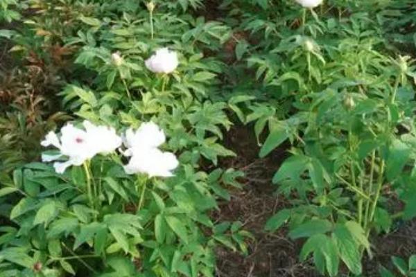 牡丹花种子怎么种，种植前一定要浸泡催芽