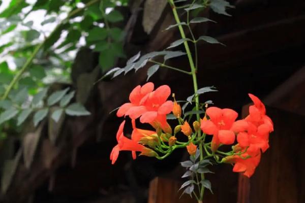 院子里种凌霄花吉利吗，应注意种在院落中非正中央的位置