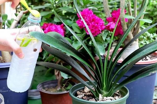 淘米水怎么发酵成花肥，收集起来装瓶后暴晒