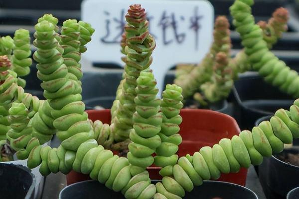 钱串子的叶插方法，9月-次年5月均可进行