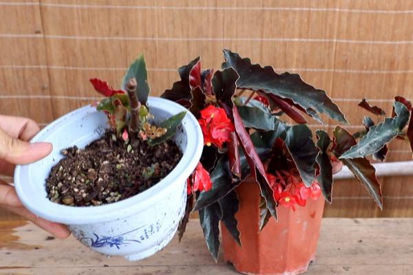 海棠长蚜虫能彻底清除吗，可使用蘸取酒精的纸巾或者牙刷将害虫全部擦掉