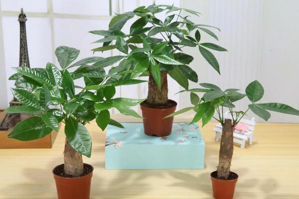 小发财树怎么养，要根据季节为其调整浇水次数