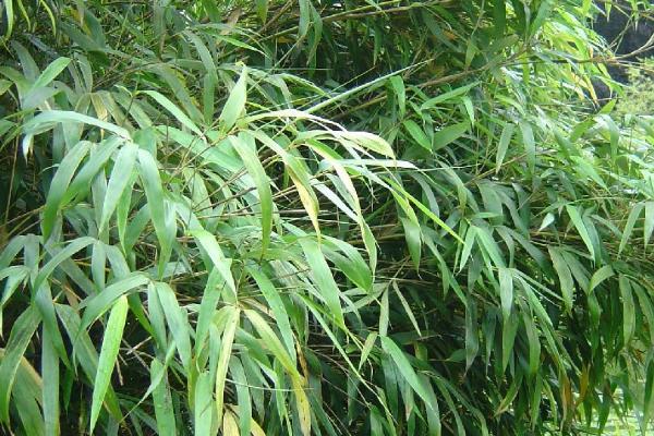 竹子是被子还是裸子植物，是被子植物
