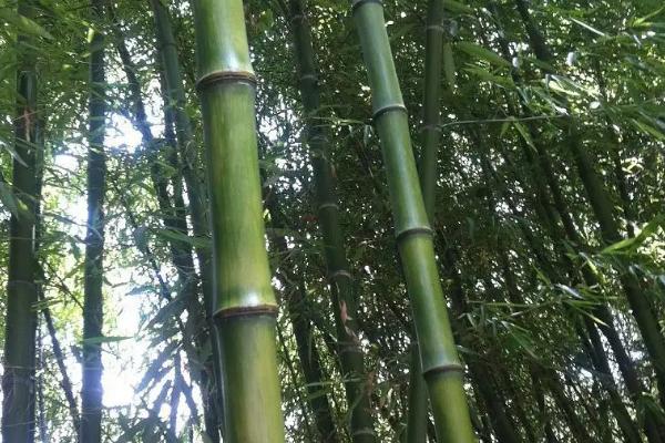 竹子是被子还是裸子植物，是被子植物
