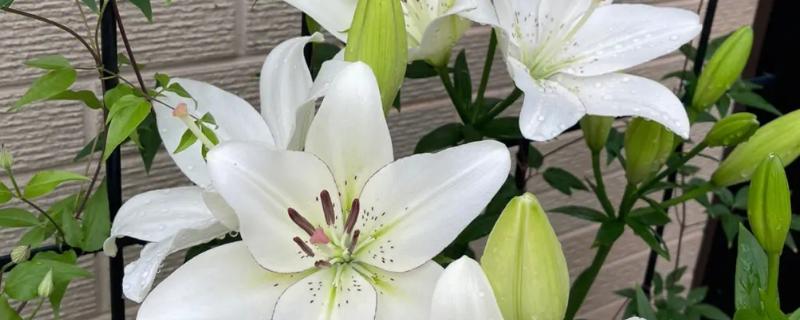 百合枝干太细怎么办，可将植株移到采光好的地方养护