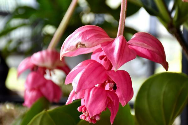 宝莲灯花的花语，寓意华丽、神秘、迷幻等