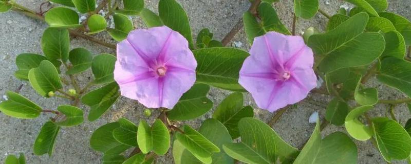 牵牛花怎么施肥，越早施肥越好