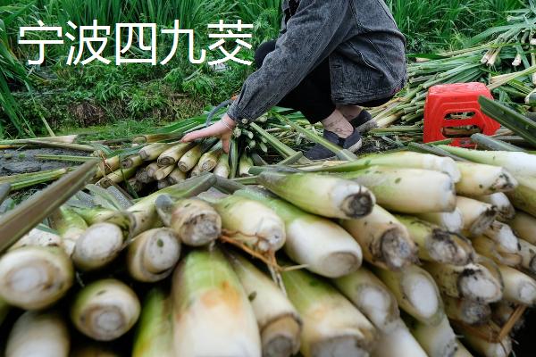 茭白是什么植物，属于多年生浅水草本植物